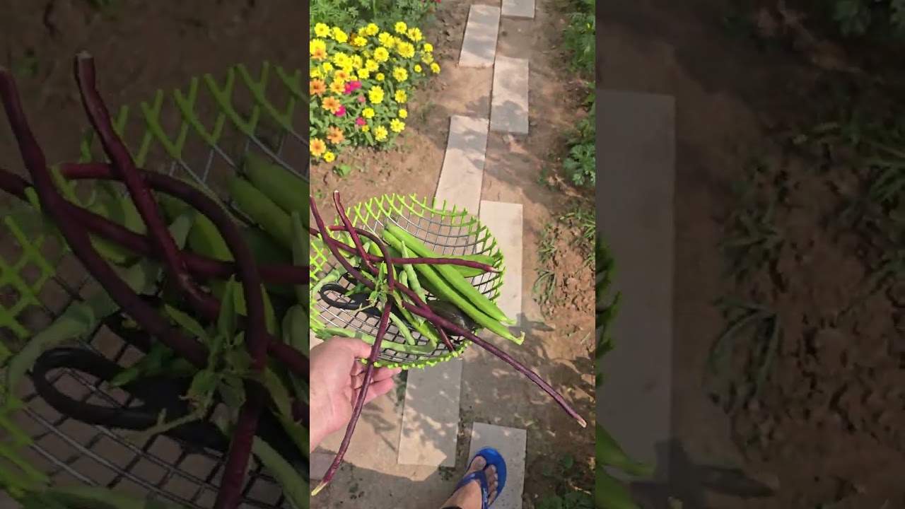 Organic vegetable in Doha please watch#support #everyone 
