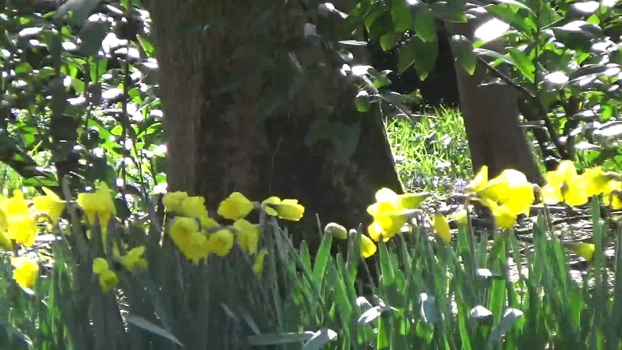 Trumpet Daffodil Bulbs 