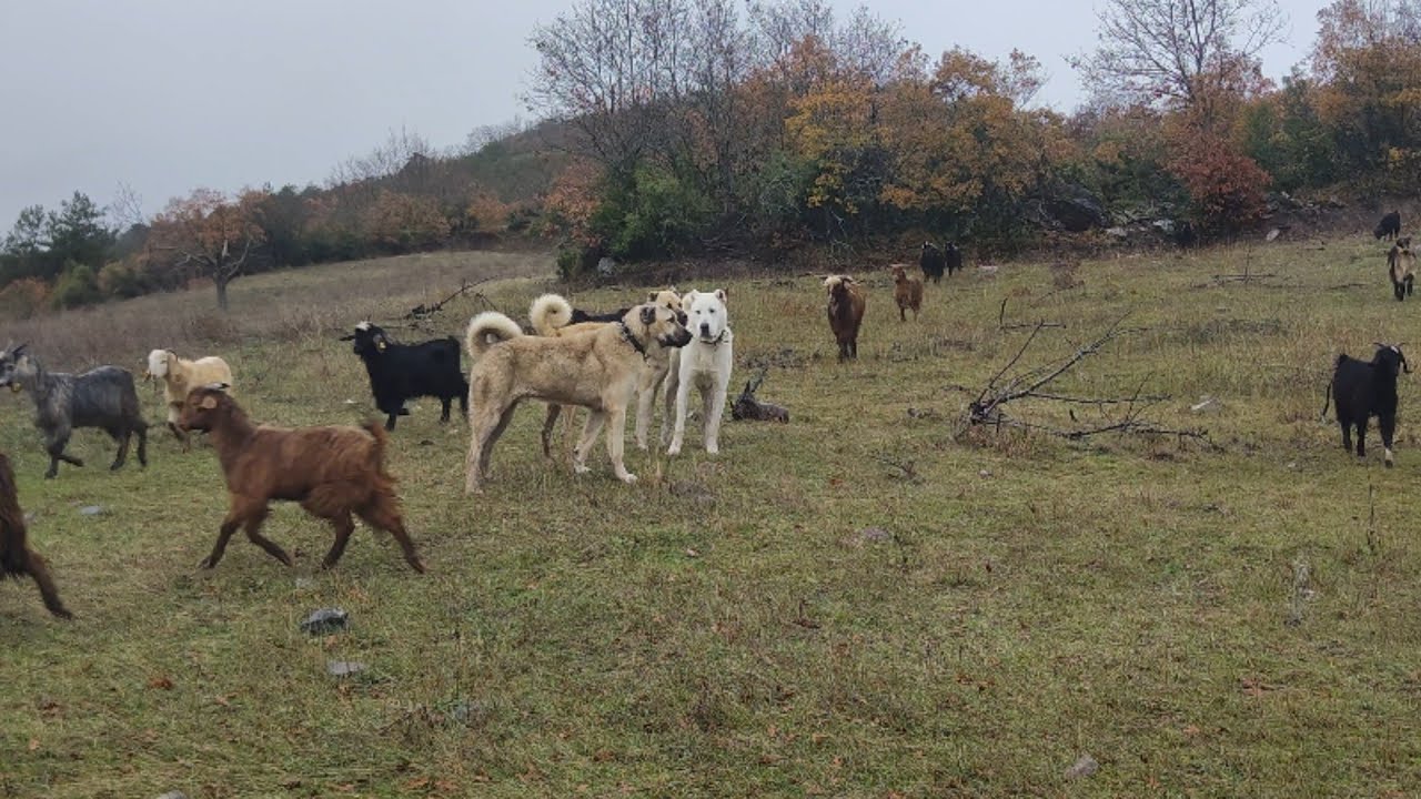 KÖYDEN GÜNEYE GÖÇ  BÜTÜN KÖPEKELRİ SÜRÜYE SALDIM