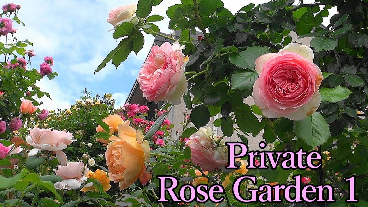 ローズガーデン1　Private Rose Garden 1