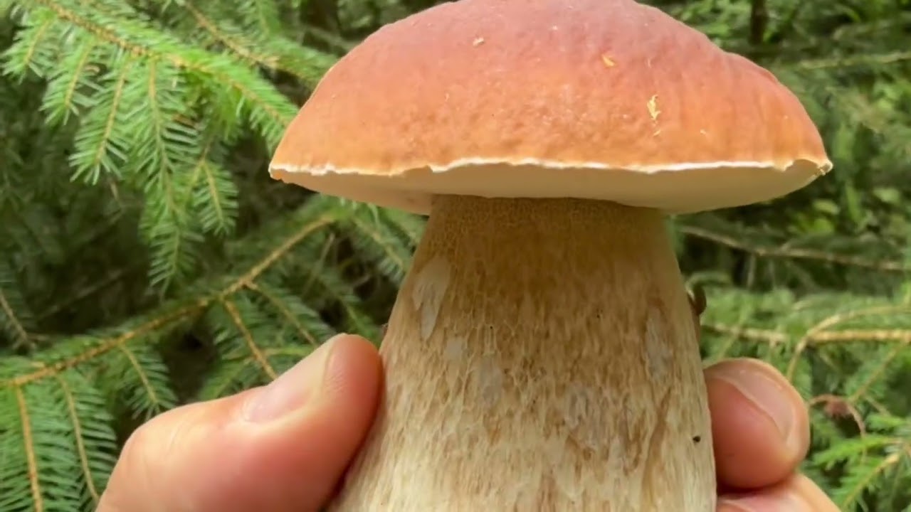 Mushroom season 2025 Switzerland 