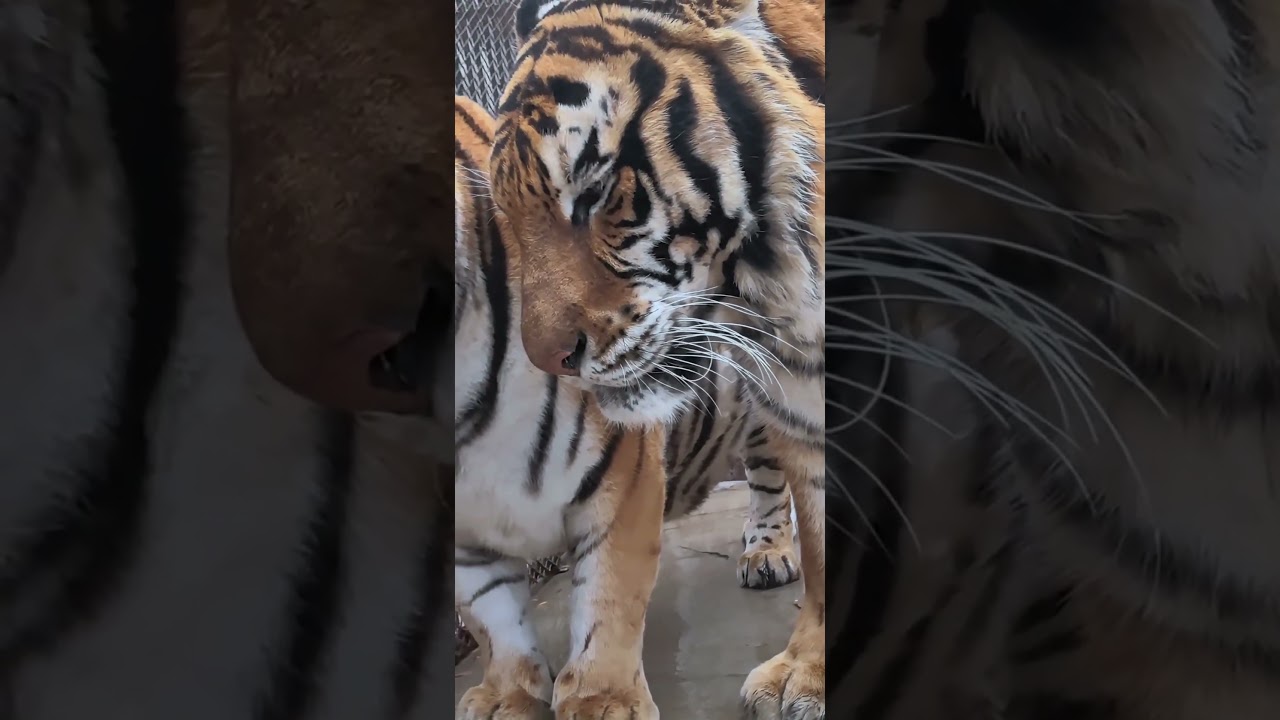 Beautiful tiger and her handsome husband🐯😘 