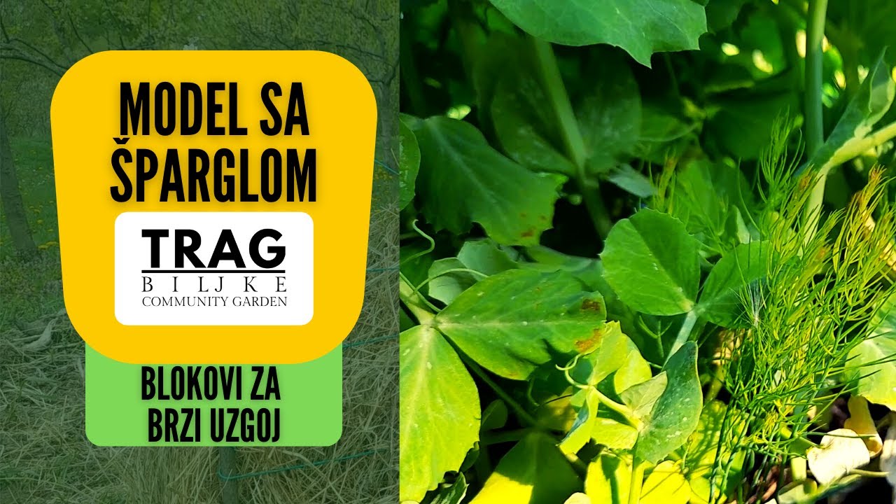 MODEL SA ŠPARGLOM (lat. Asparagus officinalis L.) - BLOKOVI ZA BRZI UZGOJ (2022) [TRAG BILJKE]