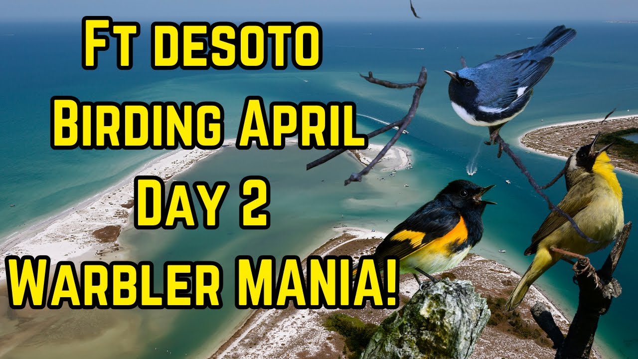 Fort De Soto Birding: Warbler Day Was INSANE