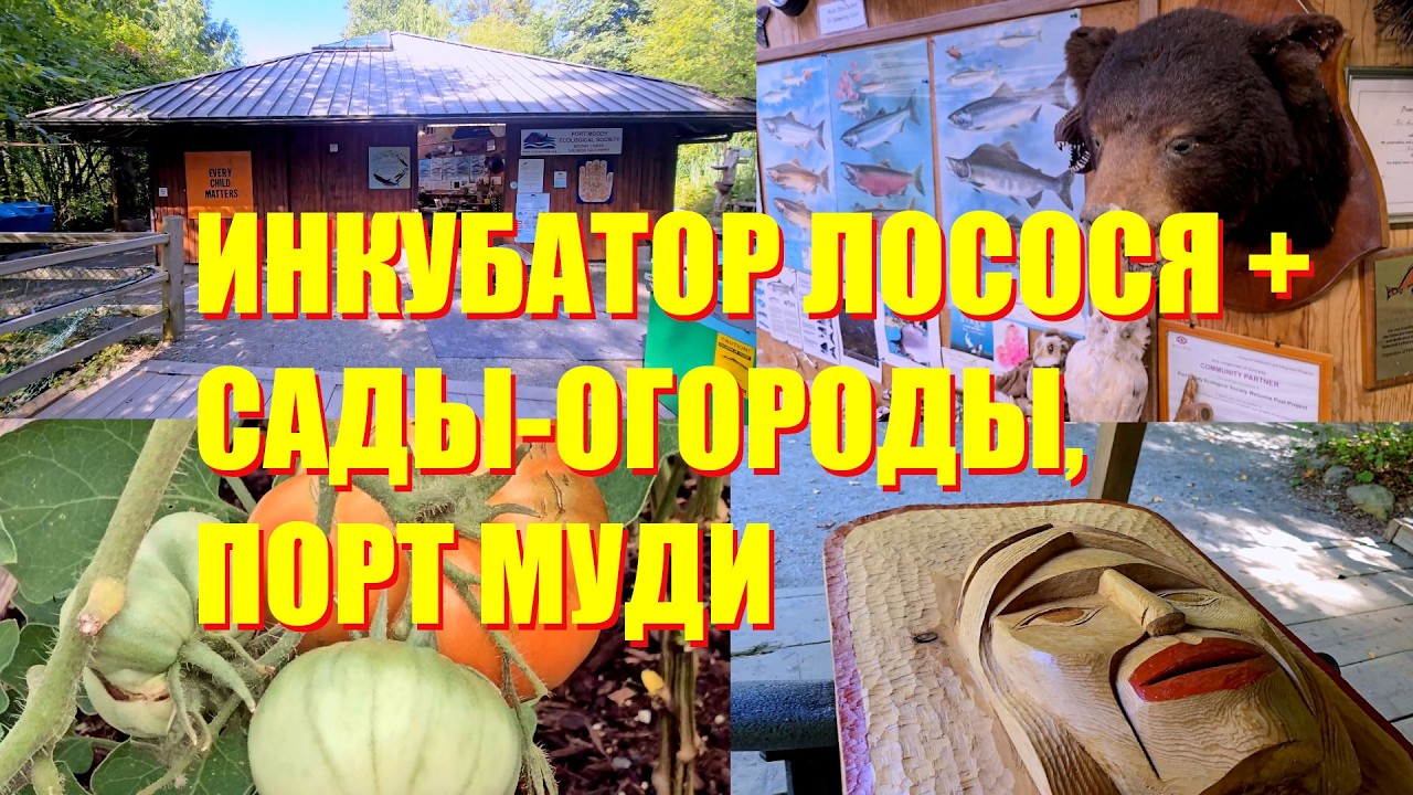 ПОРТ МУДИ: ЛОСОСЕВЫЙ ИНКУБАТОР И САДЫ-ОГОРОДЫ