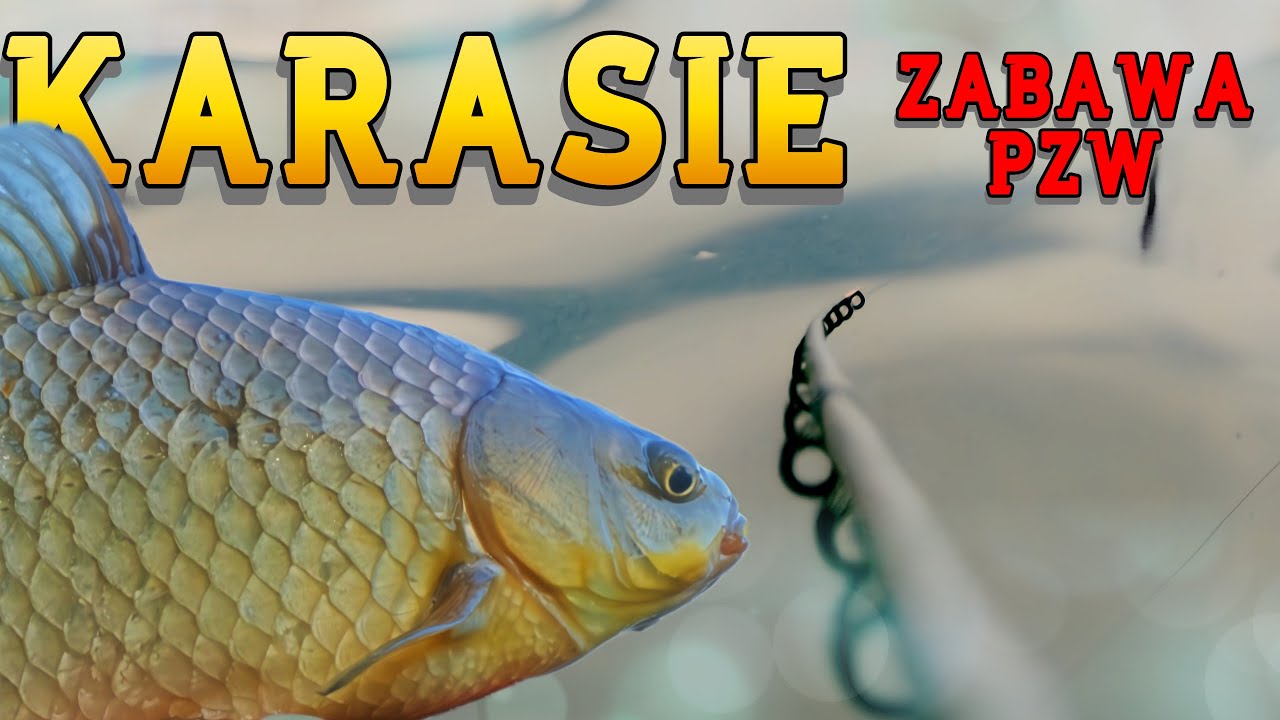 Karasie na SŁODKO - Zabawa z Method Feeder nad wodą PZW