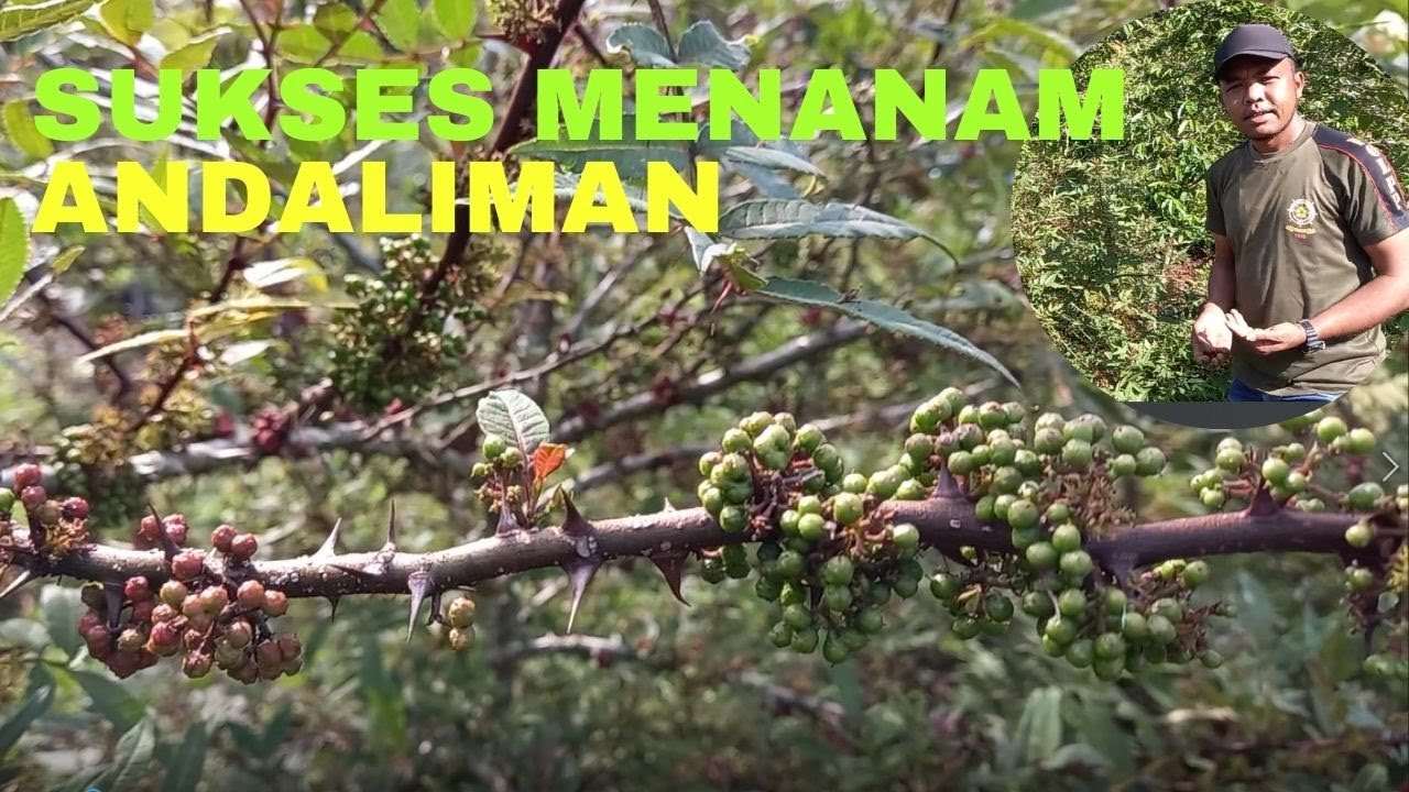 Sukses Menanam Andaliman || Plant Andaliman