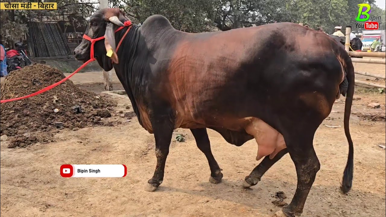 डेयरी फार्म वाली दुधारू गाय यहा मिल रही है कम दाम में | Chausa Pashu Mandi | Cow for Sale | Cow's
