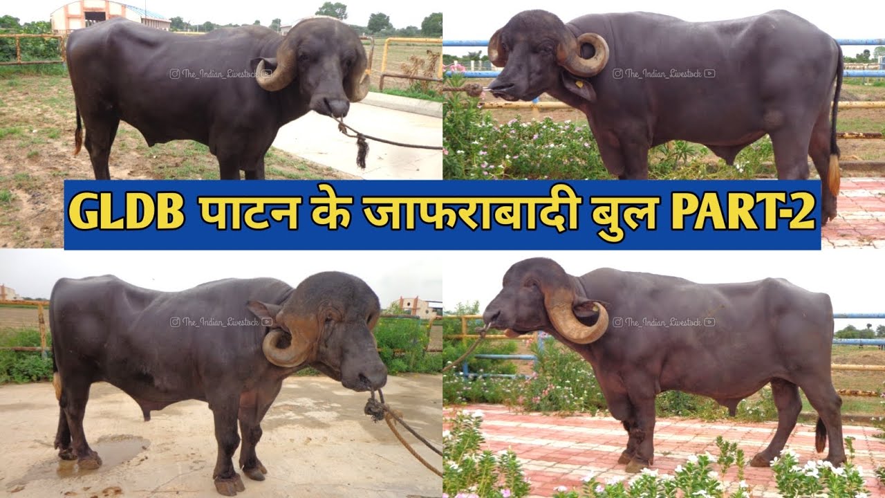 GLDB - PATAN के जाफराबादी बुल की संपूर्ण डीटेल। Full detail about GLDB Patan jaffrabadi bulls🐃✨