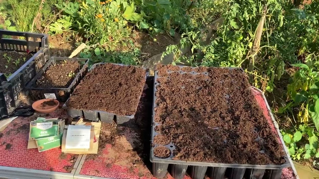 5 semis à faire en septembre au potager
