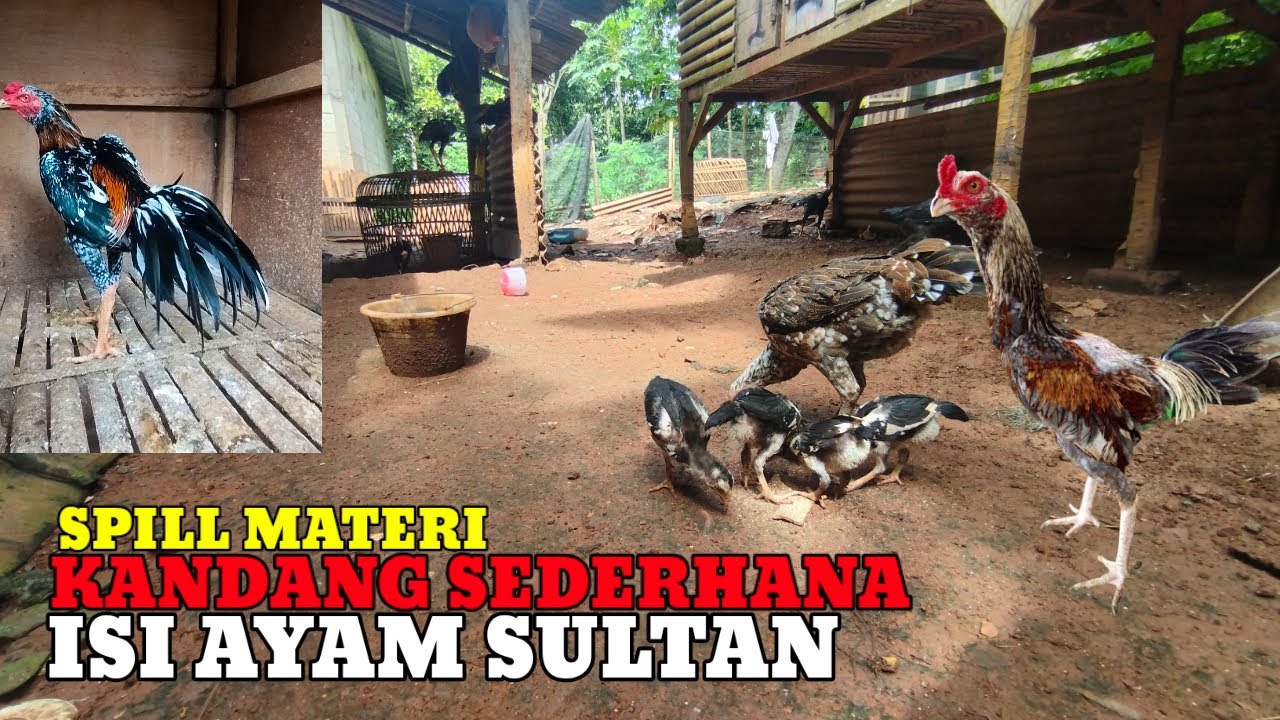 Rupiah mengalir deras dari ternak ayam bangkok aduan