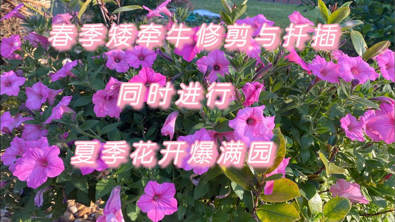 矮牵牛春季这样修剪和扦插，夏季花开爆满园！翠花姐扦插小能手教你无成本种植。