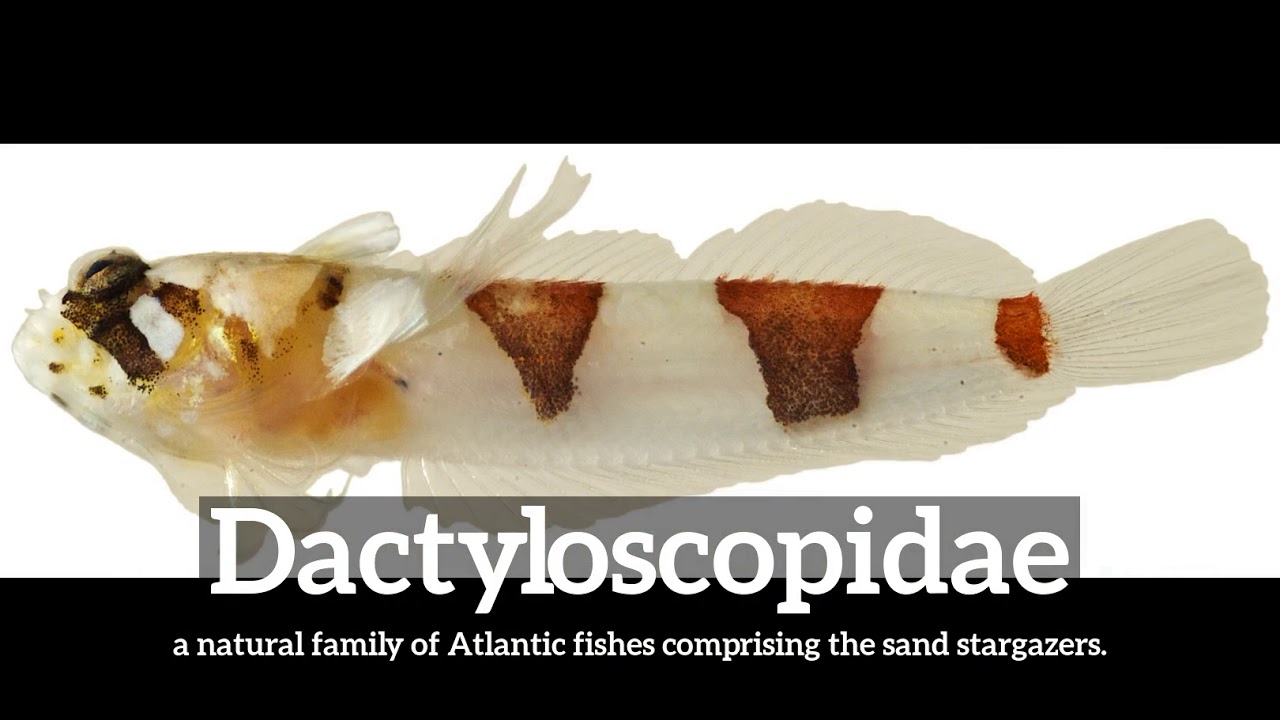How to Say Dactyloscopidae in English? | How Does Dactyloscopidae Look? | What is Dactyloscopidae?