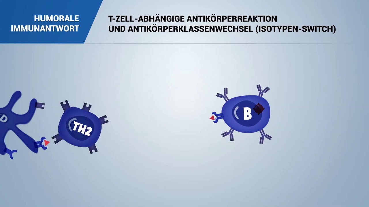 T-ZELL-ABHÄNGIGE ANTIKÖRPERREAKTION UND ANTIKÖRPERKLASSENWECHSEL (ISOTYPEN-SWITCH)