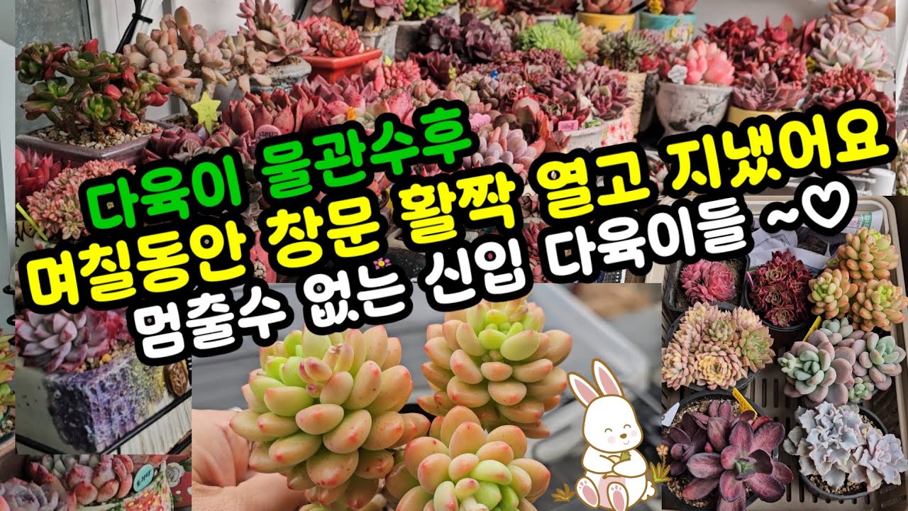 다육이 키우기 할수록 더 욕심이 생겨요~😆🌸봄이 오는 길목이라 더 이쁘네요 🤗