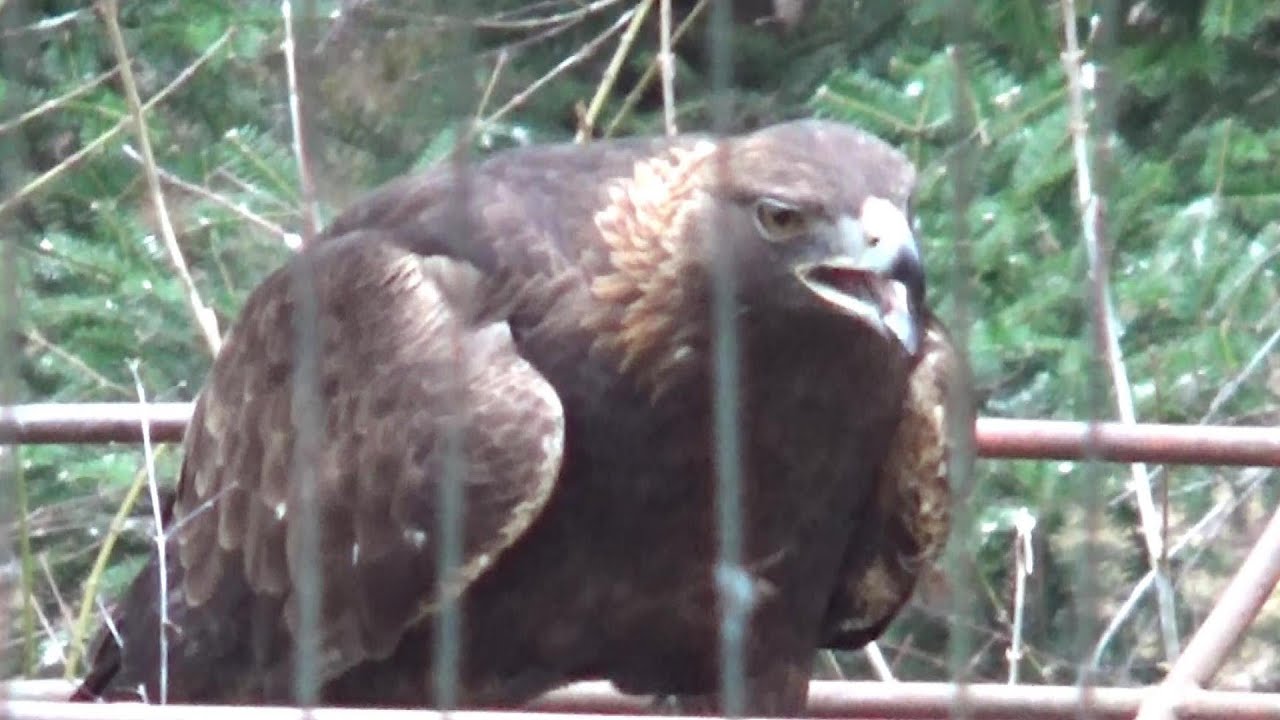 Cool golden eagle crying  イヌワシの鳴き声  #32 【Cool animal videos】【多摩動物公園】