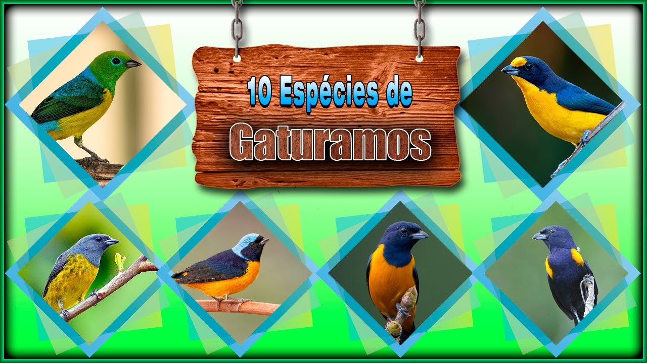10 ESPÉCIES DE GATURAMOS - Seus Cantos, Suas Características, Seus Hábitos