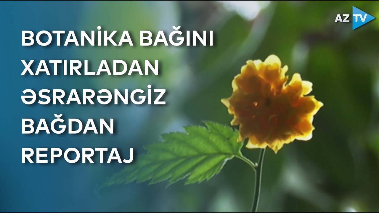Yüzlərlə dibçək, nadir gül və ağaclar... - Bura sanki ev yox, botanika bağıdır - REPORTAJ