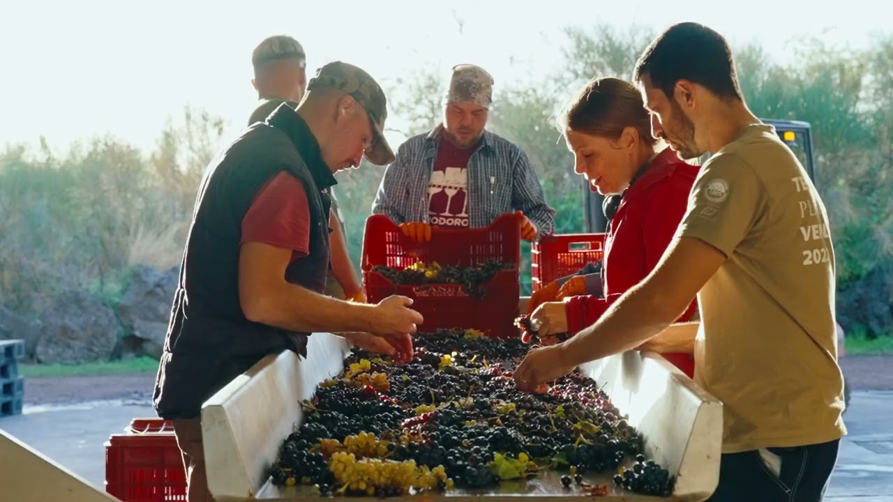Sciaranuova Etna Winery - Experience the Charm of Sicily's Volcanic Vineyards
