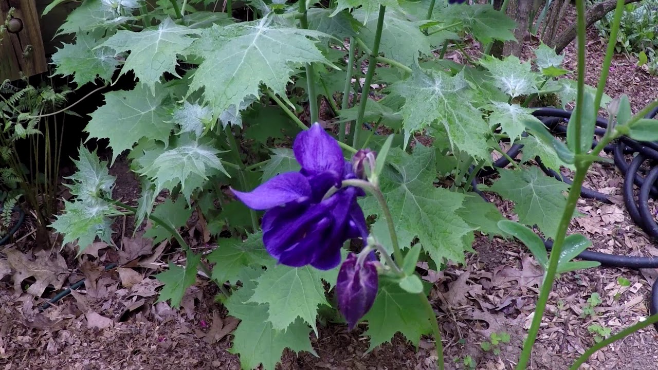 In the Garden with Susan - Shade Garden in Spring