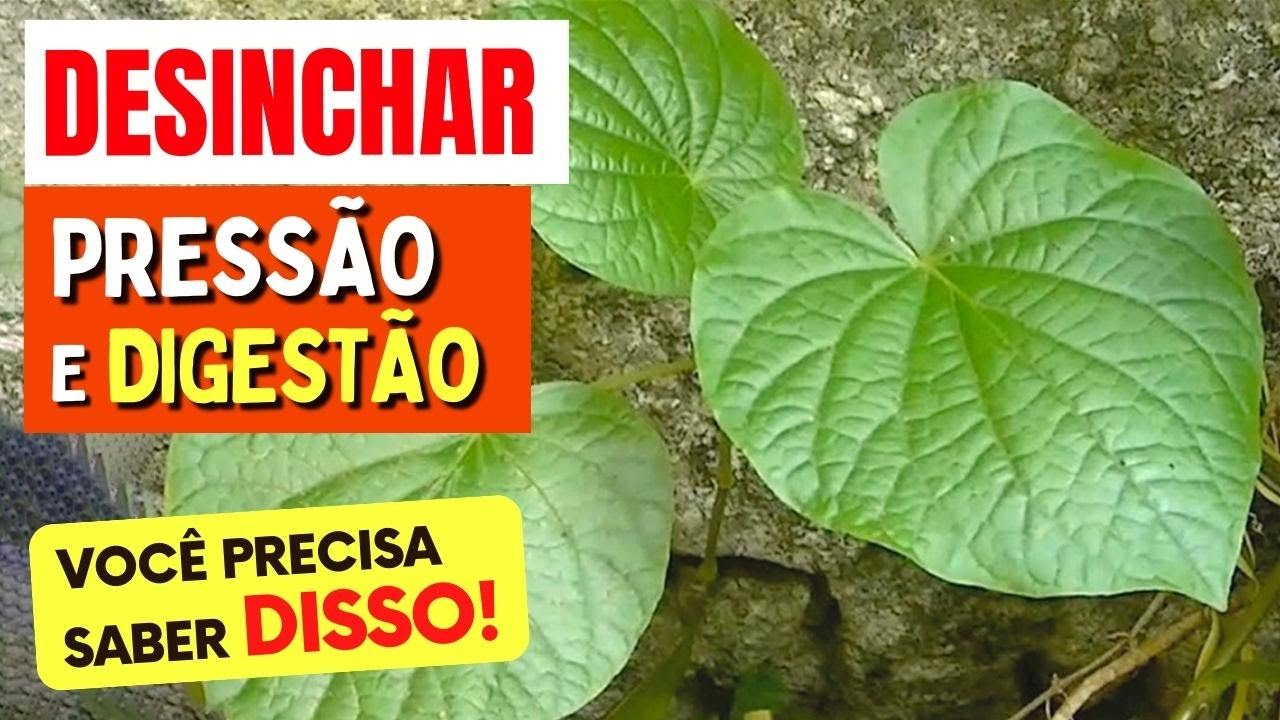PARIPAROBA — Planta com Compostos Naturais Estudados para PRESSÃO, DIGESTÃO e INCHAÇO! COMO USAR?