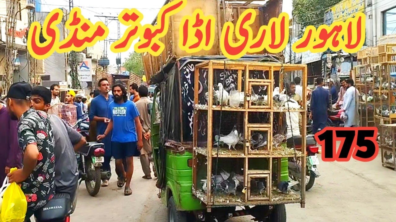 175) lari ada kabootar mandi || lahore lari ada birds market || کبوتر منڈی | @amjadaliofficial528