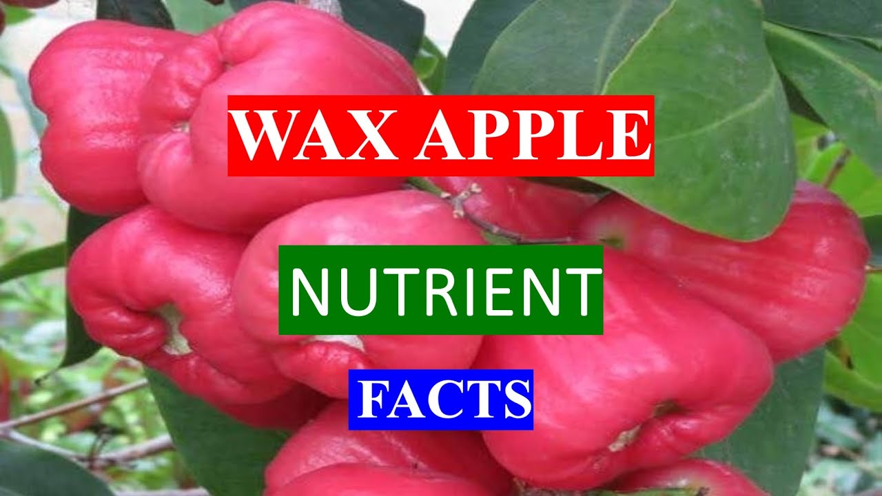 WAX APPLE - HEALTH BENEFITS AND NUTRIENTS FACTS