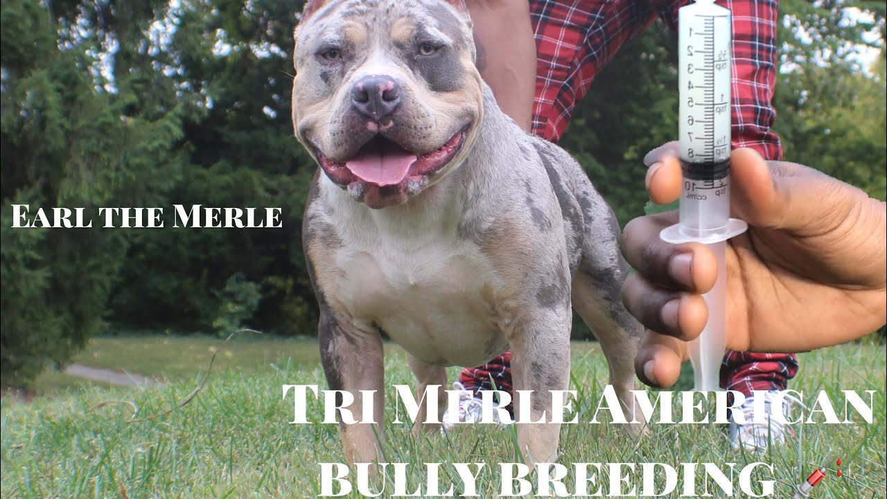 Tri Merle American Bully Breeding