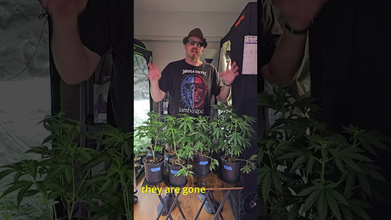 How To Spot Male Plants Fast! - What to look for