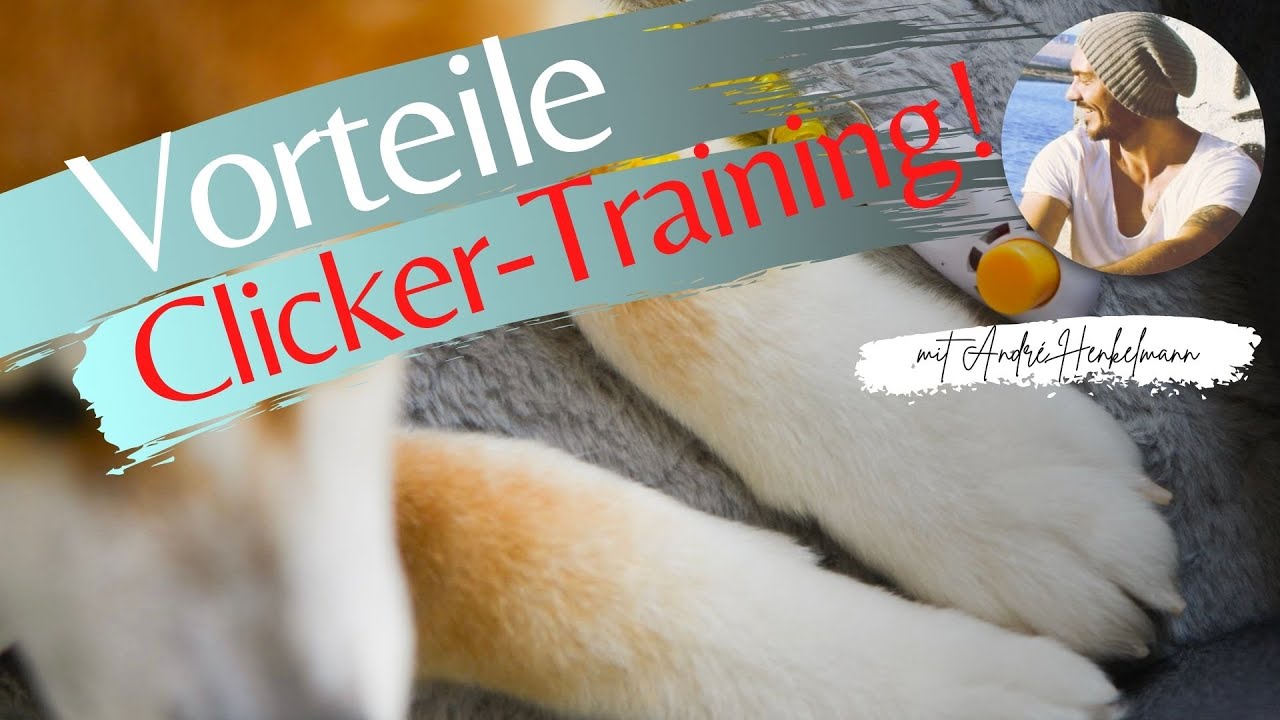 Vorteile Clicker-Training! Profi-Tipps/Hundeerziehung!