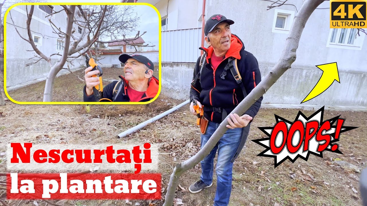 O mare greseala! Pomii nescurtati inainte de plantare.