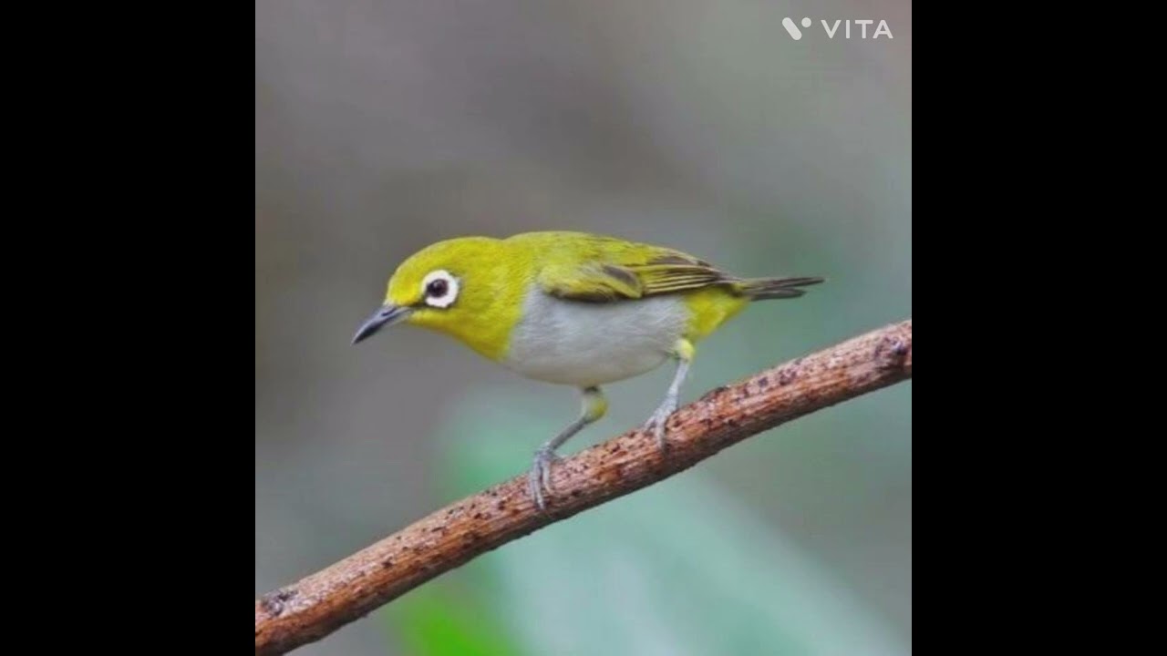 MASTERAN PLECI - KENARI ZIPER LVL 2