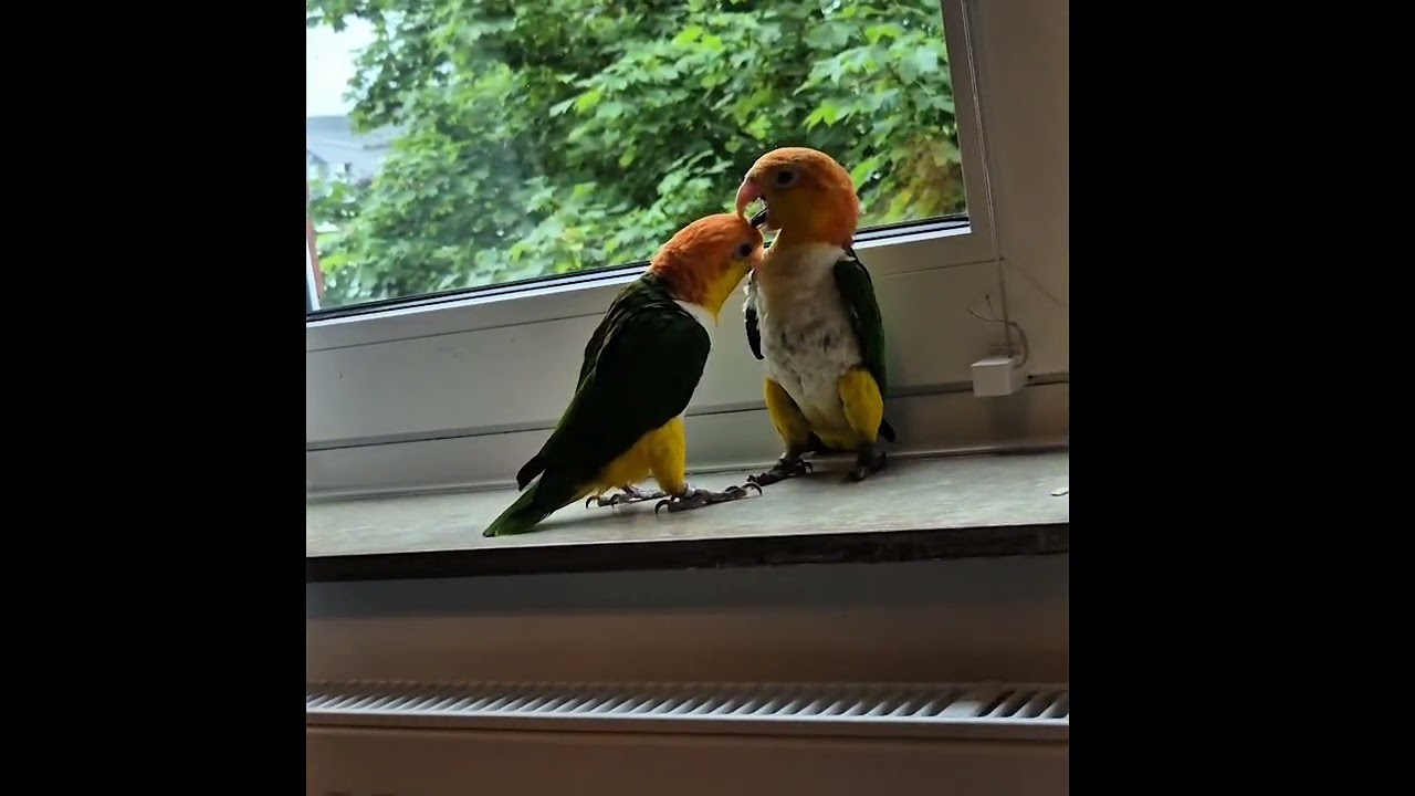A normal funny afternoon with Lala&Dobby - white bellied caiques
