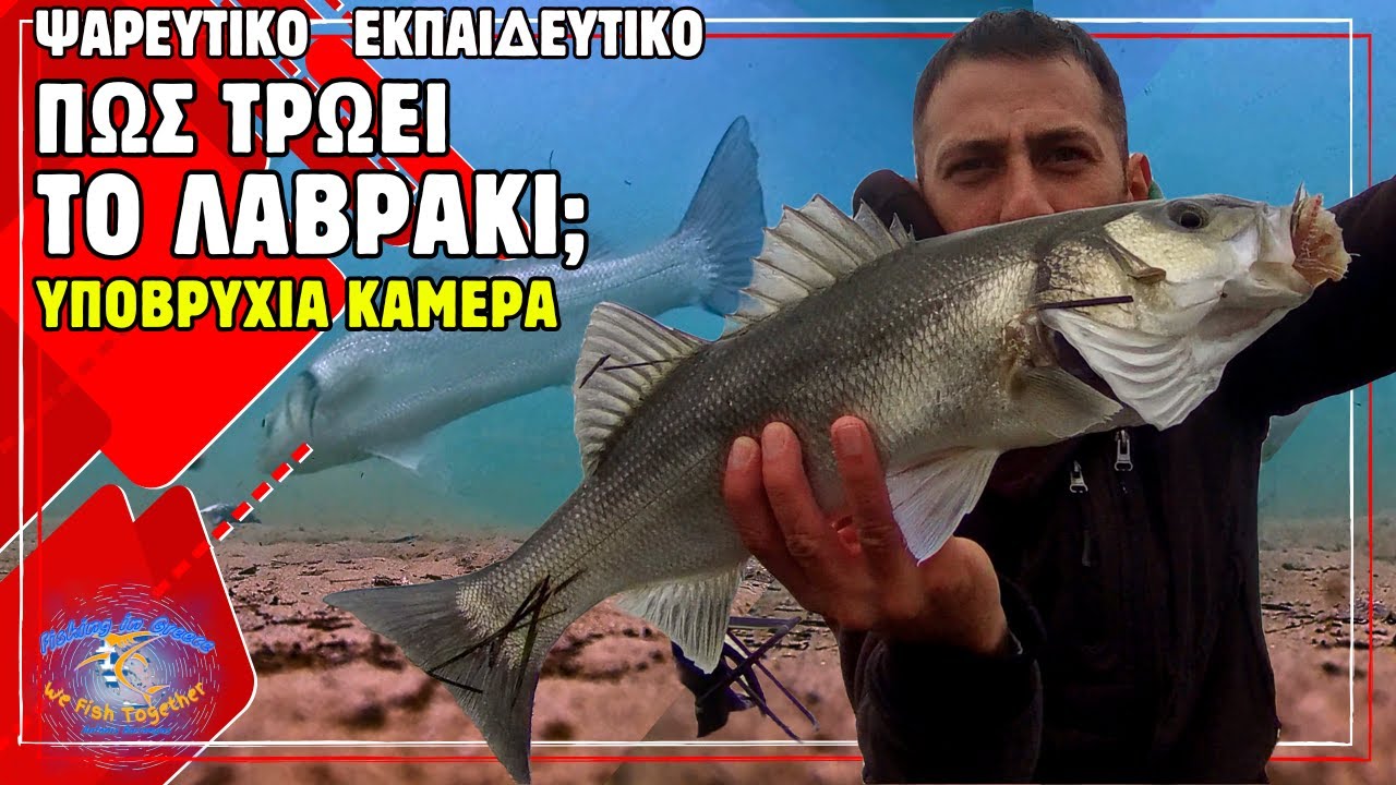 Πώς τρώνε τα λαβράκια; Ψάρεμα με Φρίσσα και υποβρύχια κάμερα!