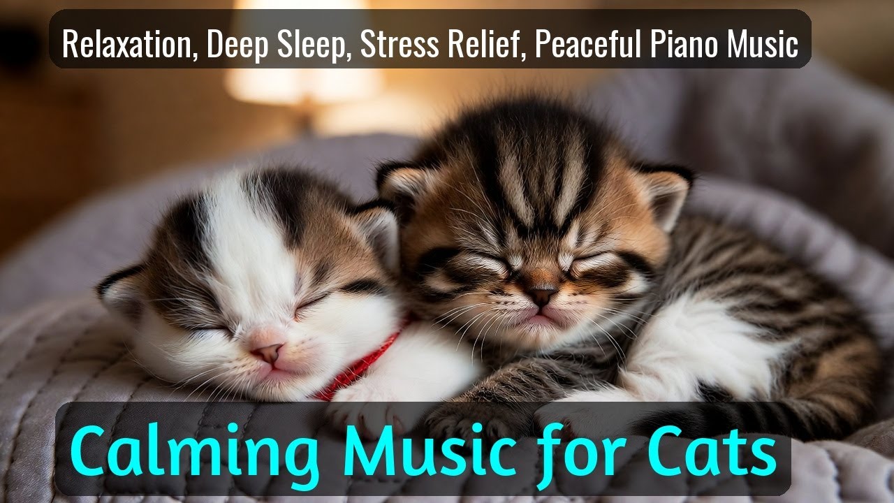 LIVE Relaxing Sleeping Cat Video to Soothe Your Mind 😴 | Season 48