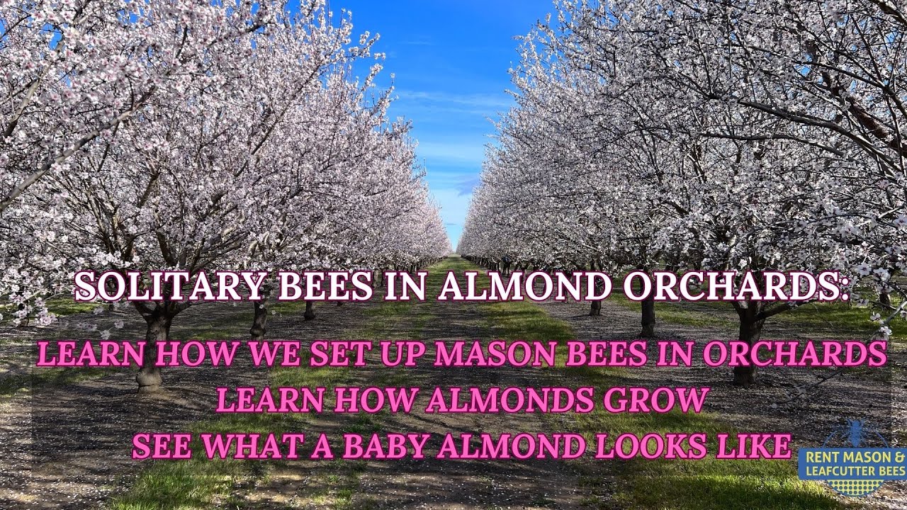 MASON BEES IN ALMOND ORCHARDS