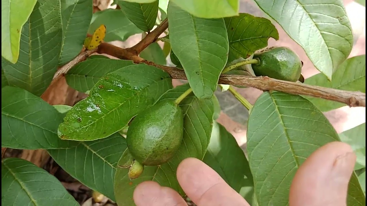 Cây ổi dáng bàn trà và có những con vật lạ