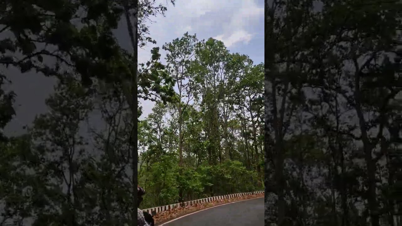 Ghati of Netarhat ❣️ #jharkhand #bike #shortvideos #jangal #latehar_news #shorts #reels