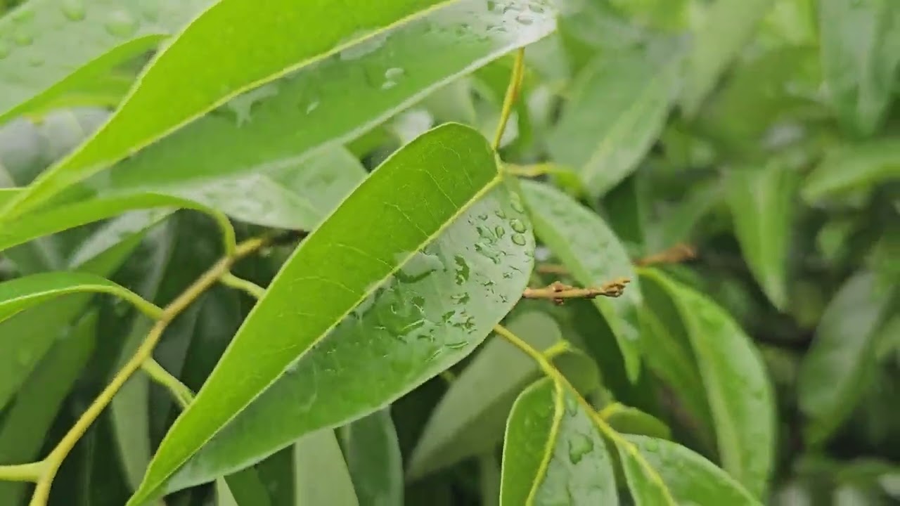 Thăm vườn vải thiều chính vụ 