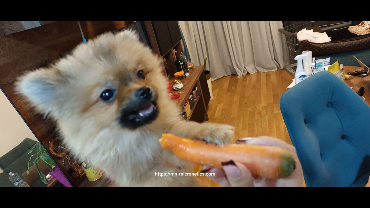 You must see cutest Pomeranian puppy going crazy for Carrot 🥕 😜 #dog #love #funny #teeth #viral #fyp