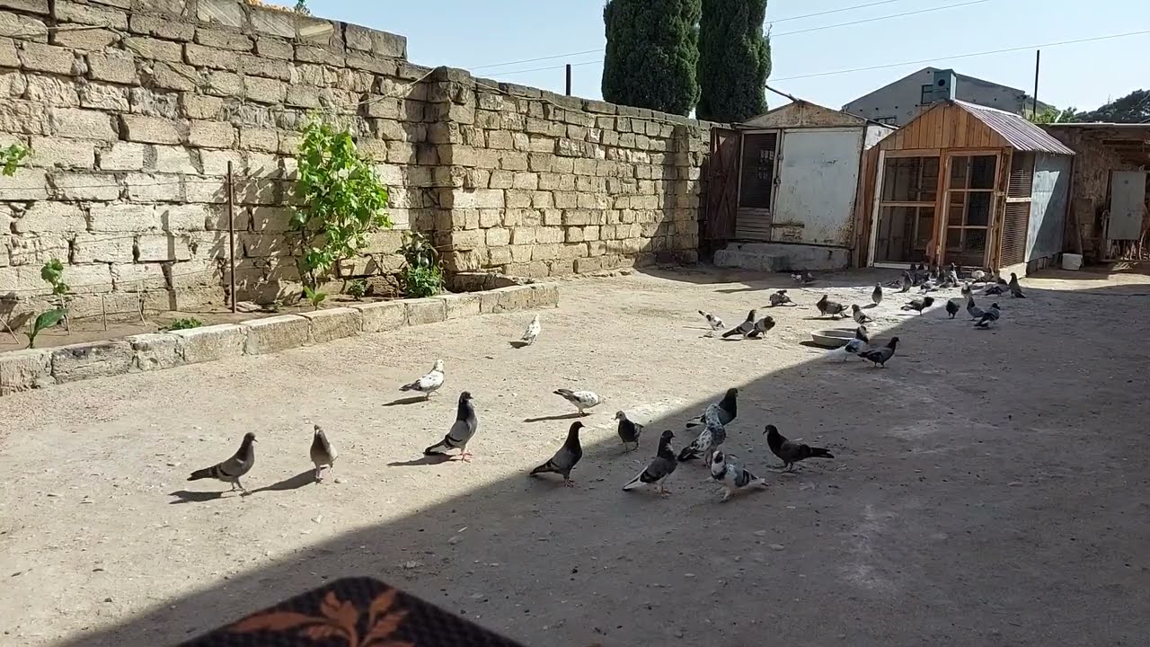 Nasosnu Mehman kişinin köhnə nəsil Bakı göyərçinləri / AZƏRBAYCAN GÖYƏRÇİNLƏRİ ASSOSIASİYASI 2021 il