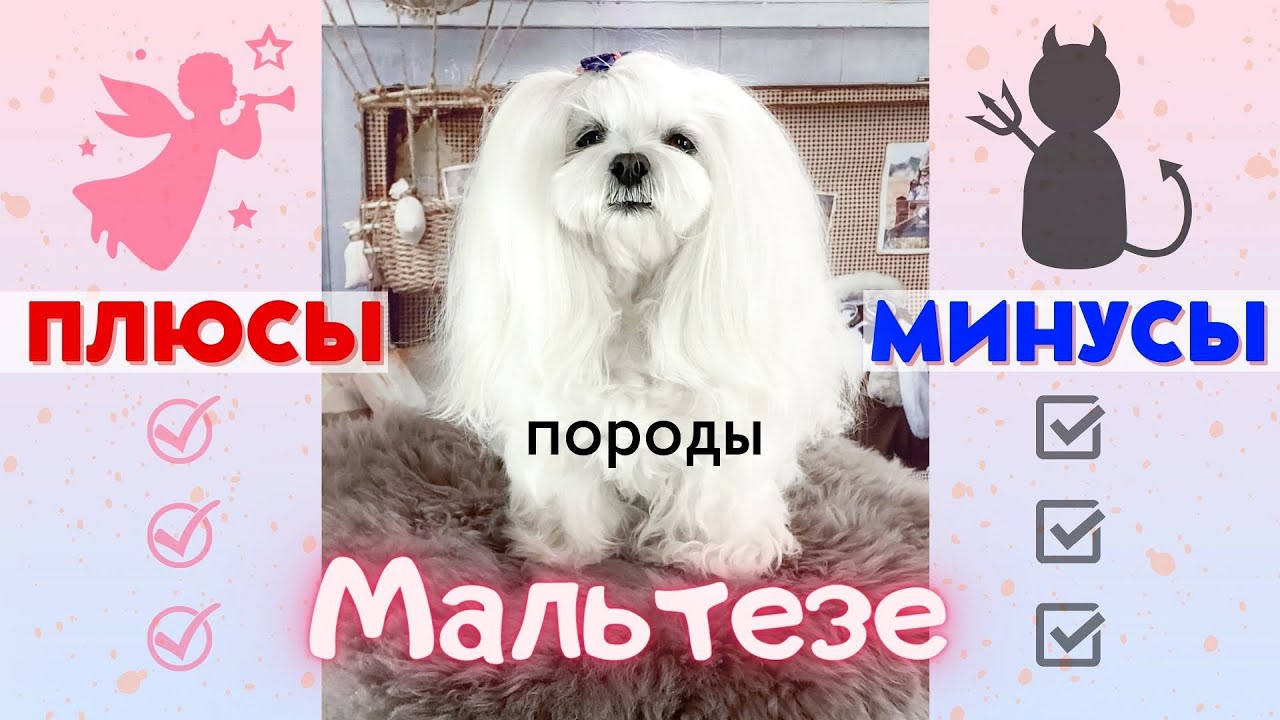 Плюсы и минусы породы мальтезе.