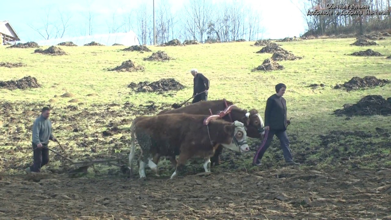 Razgovori pokraj puta-Kod porodice Bore Nikolica u Komiricu-Obicaji Radjevine