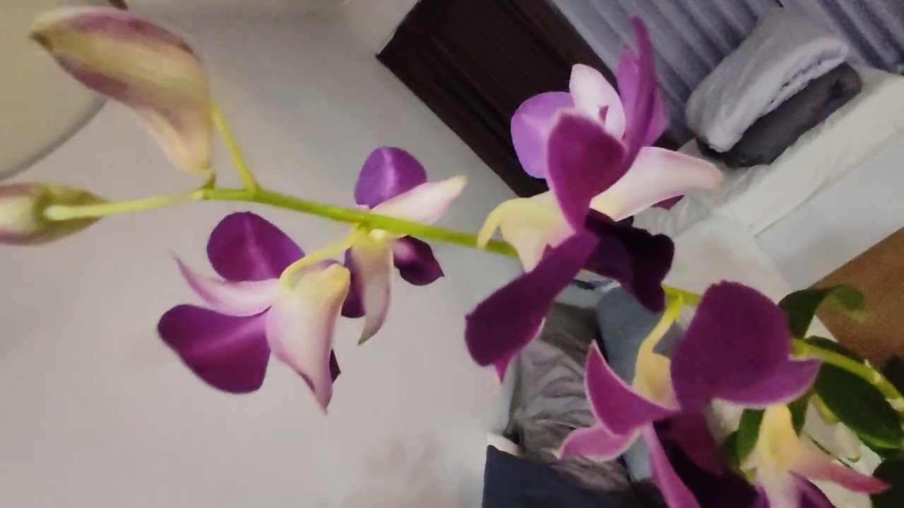 Мои новые члены семьи! 💖 💖Они обожают мой кокосовый сахар и бутилированную воду.