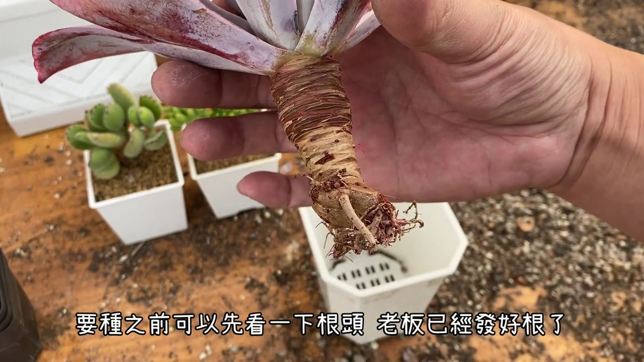 必修課多肉植物  多肉新手韓國多肉無根多肉開箱趣  MC Succulent plant Vlog【 MC多肉園 】