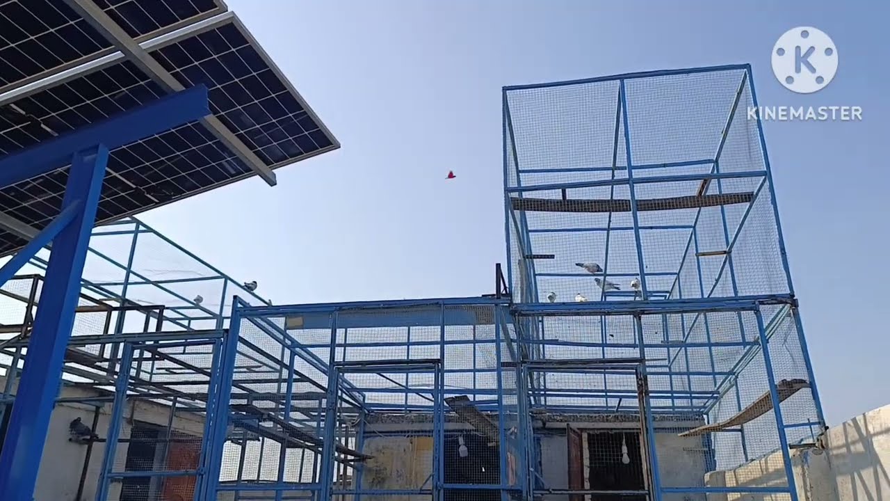 Phr sa shook ho ga sub parwazi kabootar bachy bahir nical diye.