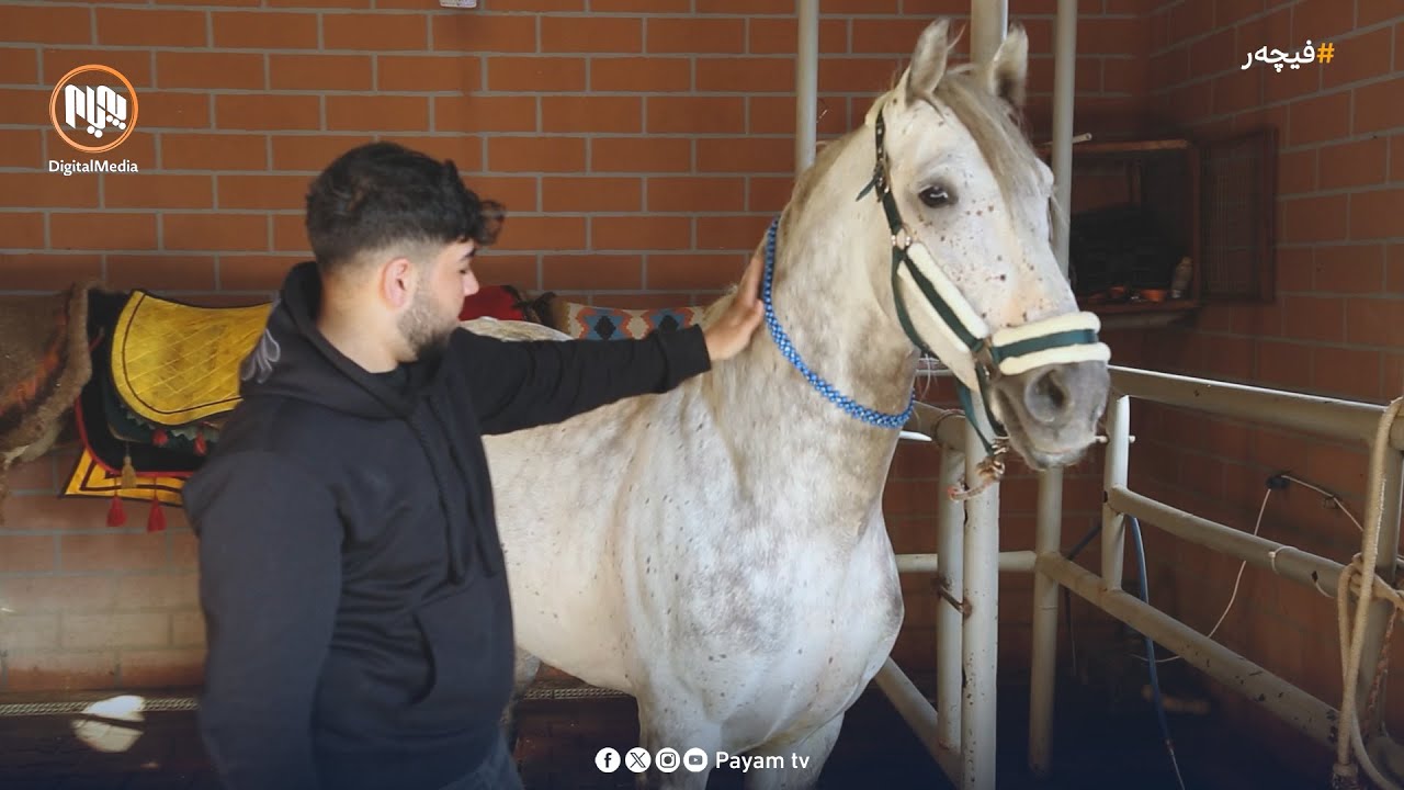 فیچەر: ڕێکخراوی ئەسپی کورد