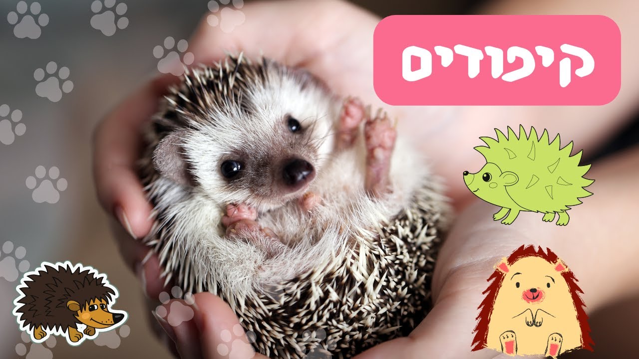קיפודים חמודים לילדים מכירים את החיות: קיפוד בעלי חיים לילדים 🦔