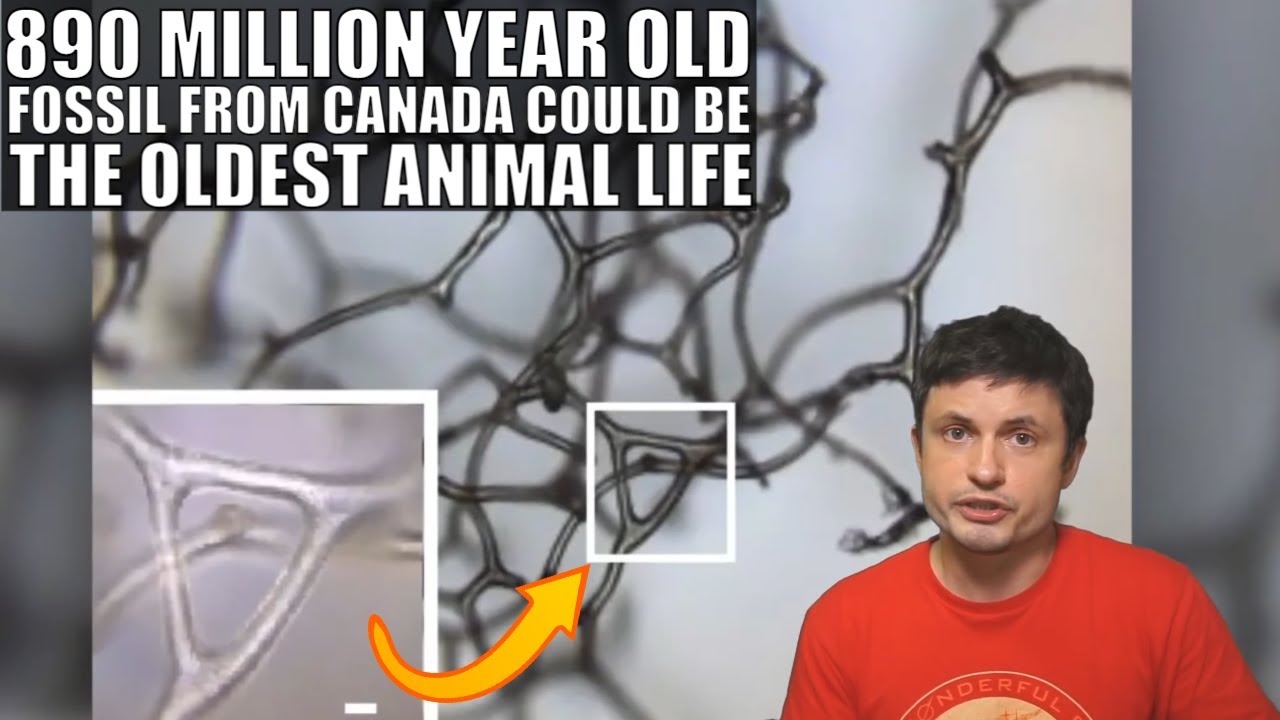 890 Million Year Old Fossil May Contained Oldest Animal Life Inside