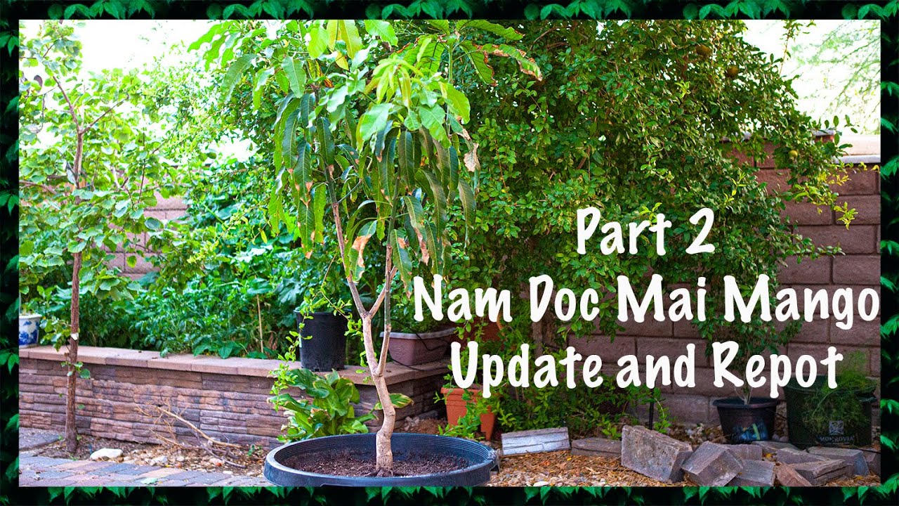 Part 2: Nam Doc Mai Mango Update and Repot!!! King of Mangoes | GreenMangoes | Desert Gardening